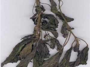 ����Ҷ�Ĺ�Ч������ ����Ҷ������