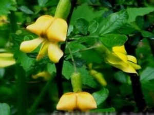 �˱��ش�����Ч ��������Ѫ �˱��ش�������