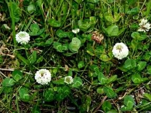 �����ݵĹ�Ч������ ������Ѫ����