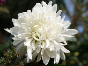 �����׾ջ���ҩ�ü�ֵ �׾ջ���ˮ�ȵĹ�Ч