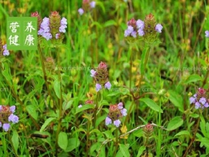 ĿݲݵĹЧ Ŀݲݵʳ÷