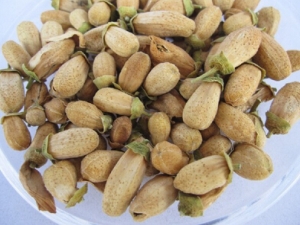 ���黨�Ĺ�Ч������ ���黨��ʳ�÷���