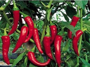 �������ĺô� ��ν���������