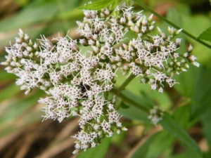 �����Ĺ�Ч������ �����ļ��𷽷�