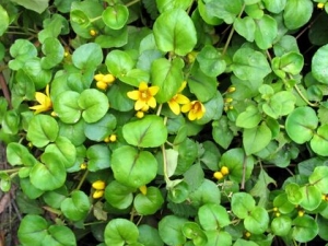 С��·�ƵĹ�Ч������