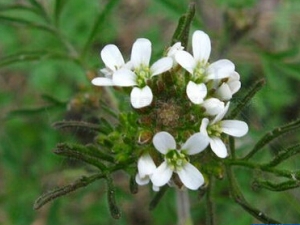 �����������Ĺ�Ч������ ��Ѫ���� ���Ƚⶾ