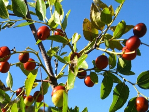 �����ʵĹ�Ч������ �����ʵ�ʳ�÷���