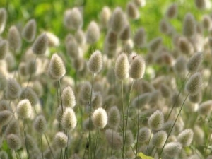 ������β�ݵĹ�Ч������