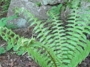 ������ëާ�Ĺ�Ч������