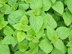 Ϫ�ƲݵĹ�Ч�����ü�����