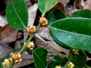 һ�ں�Ĺ�Ч������