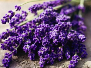 ޹�²ݵĹ�Ч������ ޹�²ݵ�ҩ�ü�ֵ