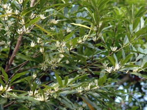 ����ʯ�Ĺ�Ч������ ��������