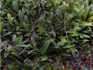 һƥ�ݵĹ�Ч���� ����ʪ��ѪֹѪ�²�����