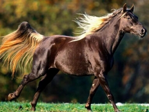 ���ĵĹ�Ч������ ���İ���