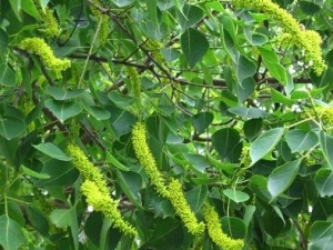 ����Ĺ�Ч������ ����ļ�ֵ