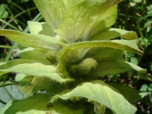 ζһ֦ĹЧ ȽⶾѪֹѪ