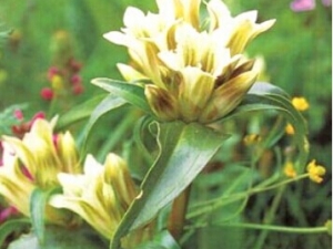 ���������Ĺ�Ч������ к�ε�ʵ��