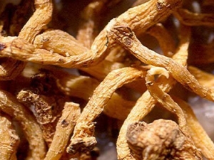 ����Ĺ�Ч������ �������� ����ֹ��