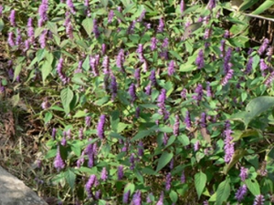 ��޸�Ĺ�Ч������ ��޸��ʳ�ý���