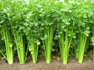 ���򲡻��ߵ���ʳ���� ���ѳ�ʲô�߲�