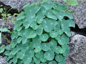 һ��Ǯ�Ĺ�Ч������ һ��Ǯ���÷�����