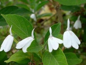 �ɺײݵĹ�Ч������ ����ֹѪ �ⶾ�ƴ�