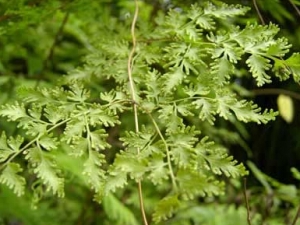 ��ҩ����ɳ�Ĺ�Ч������ ��������������