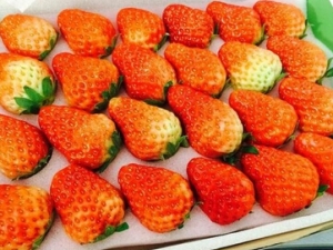 �������³���Щ���� ������� ��������
