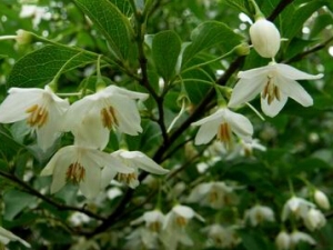 ��Ϣ��Ĺ�Ч������ ��Ϣ���ҩ�ļ���