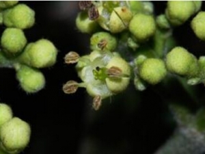 ��ҩ���η�֮���������η�