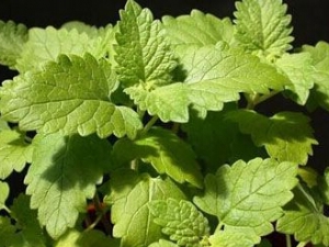 ��Ѫ�ݵĹ�Ч������ ��Ѫ�ݵ��ٴ�Ӧ��