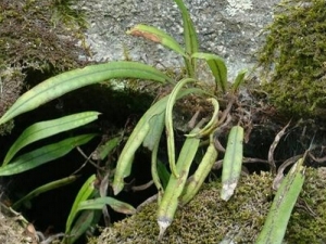 һƤݵĹЧ Ƚⶾ Ѫֹʹ