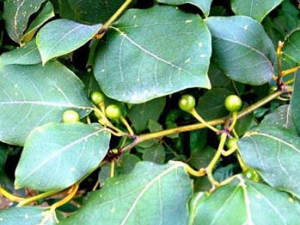 ɽ�^���Ĺ�Ч������ ֹѪ���� ����ֹʹ