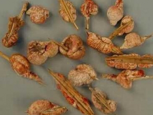 ���ûƵ���α���� ���ûƵ�����Ӧ��