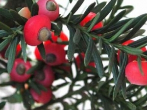 춹ɼĹЧ 춹ɼҩüֵ