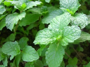 �㻨�˵Ĺ�Ч������ �������ֹʹ