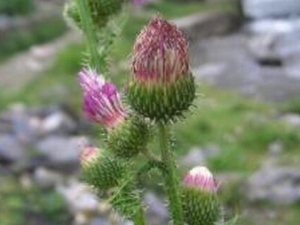 �޴�ͷ�յĹ�Ч������ ��ŧֹѪ ����ȥ��