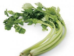 ��֬�峦ʳ�� ��θ�Ŷ������Ƽ�