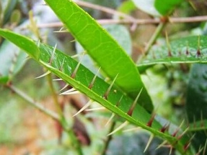 ��ؽ�ţ�Ĺ�Ч������ ��ؽ�ţ�ĸ���