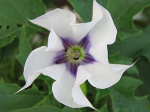 ��𻨵Ĺ�Ч������ ��𻨵ĸ��� ��𻨵��ٴ�Ӧ��