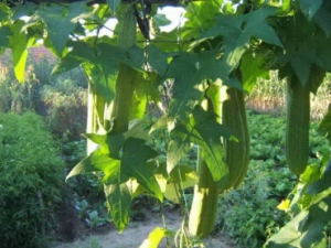 ˿�ϵĹ�Ч������ ������Ѫ �ⶾͨ�� ������