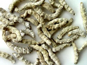 ǣɢ ǣɢЧ ǣɢ ǣɢ