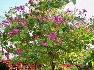 ����׵Ĺ�Ч������ ֹѪ��Ƣ��ʪ ���ֹ������