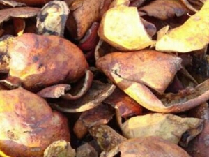 ʯ��Ƥ�Ĺ�Ч������ ���α����ж��� ���˳�Ѫ