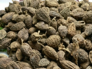 ����ɰ�Ĺ�Ч������ ���ͳ�θ��Ƣֹк˳����̥