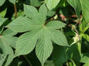 Ȅ�ݵĹ�Ч������ �������� ���ٽⶾ