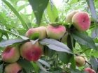 盘桃的营养价值 盘桃的功效与作用 盘桃的吃法