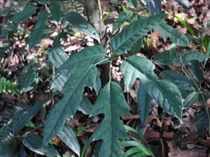 ����ͨҶ�Ĺ�Ч������ �����ʪ �ⶾ����