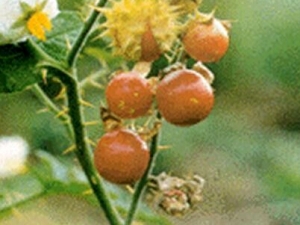 Ұ���ѵĹ�Ч������ ���ƽ�� ɢ��ֹʹ